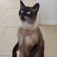 Harry (@harryazul18) 's Twitter Profile Photo