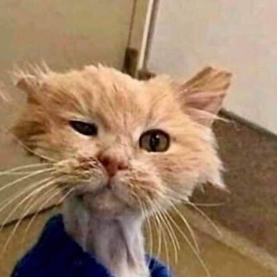 Stayback123's profile picture. 