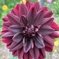 Virginia Sapiro (@vsapiro) 's Twitter Profile