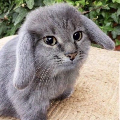 oreoeuf's profile picture. im just a bunny