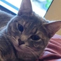 Compote 🐾 (@compotecoing) 's Twitter Profile Photo Compote 🐾 (@compotecoing) 's Twitter Profile Photo
