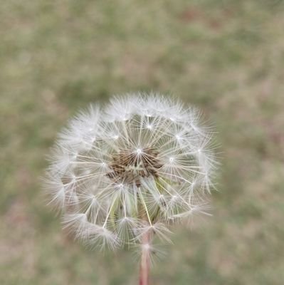 supercat876's profile picture. penyuka ayam goreng dan sambal bawang