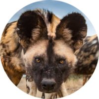 Carrère (@carreredev64) 's Twitter Profile