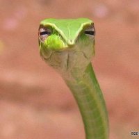 Jörmungandr (@jorrrmungandrrr) 's Twitter Profile