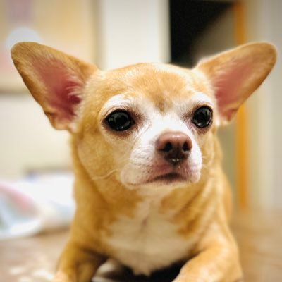 PellicciottiS's profile picture. Designer & Developer