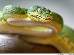 Small family owned reptile store in west Edmonton. We carry all types of reptiles, amphibians and invertebrates!