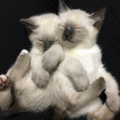 candymama15's profile picture. 🍀#トイボブ🐈‍⬛ルフナ♀2017.9.9生🐈‍⬛リーフ♀2018.12.3生🍀#スコティッシュフォールド 🐈アール♀立ち耳 2017.2.16生 🐈グレイ♂折れ耳 2017.3.1生 🍀#Toybob #Scottishfold 🤱ルフナとリーフは母娘🏠4匹と3人の生活