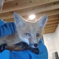 TheFox (@ballbustingplay) 's Twitter Profile