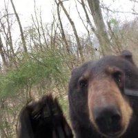 cubmaxxing (@aphexbear) 's Twitter Profile