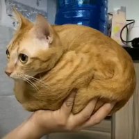 Kittycat (@kittycat0609) 's Twitter Profile Photo