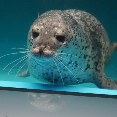 アザラシが大好き🩶アイコンはさいごうくん、ヘッダーは私を沼に沈めたアラスカの野生アザラシさん🦭 載せてるのは自分で撮ったアザラ写真のみです