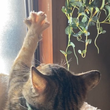 QITjb0TJiU26095's profile picture. 麦わら猫 ソナ♀・茶虎 ニコ♂ ・ぼう♂・          マルチーズ ハーツ♂ ・プードル ちゃちゃ♀ ・マルプー ぴー♀ (ハーツとちゃちゃの子)🔰