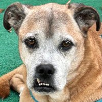 Plugum Scarborough (@plugums) 's Twitter Profile