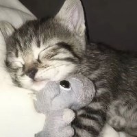 shiliu (@chen47469) 's Twitter Profile