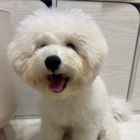 とうふの飼い主 (@annaggko) 's Twitter Profile