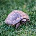 Turtle fren (@turtlefren1) Twitter profile photo Turtle fren (@turtlefren1) Twitter profile photo