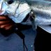 🐟RUI🐟 (@rui_fishing) Twitter profile photo 🐟RUI🐟 (@rui_fishing) Twitter profile photo