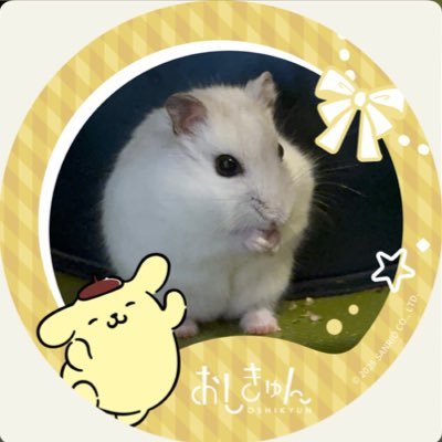 yamgummyam Profile Picture