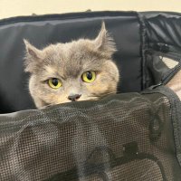 るりま (@rurimaneko) Twitter profile photo