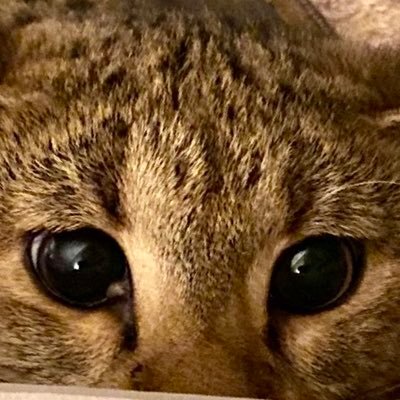 MsAggie869369's profile picture. Watching…Always watching 🐌