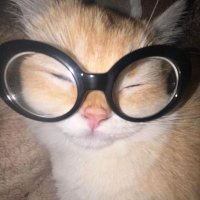 heifer (@__heifer__) 's Twitter Profile