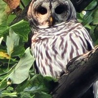 Timothy Hadley (@promethius88) 's Twitter Profile