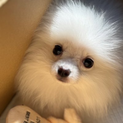 beerbeer0828's profile picture. 2024年10月に爆誕した男の子。ポメラニアンの可愛さを布教する為にこの世にやってきました🤭TikTokと Instagramも更新中🐶🐶🐶とある会社の会長に就任しました🐶