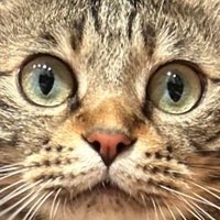 Gaas-cmb.nft (@cmbnft23902) 's Twitter Profile