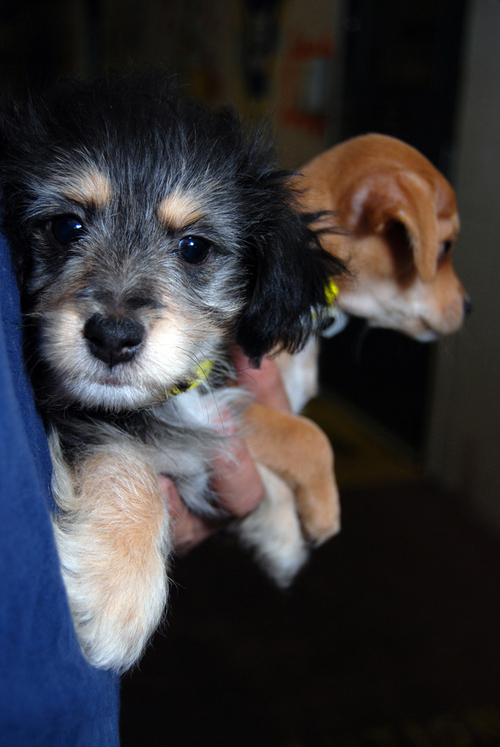 MCACCaz1's profile picture. Maricopa County Animal Care and Control is a full service animal shelter that serves the community and cares for more than 47,000 animals a year.