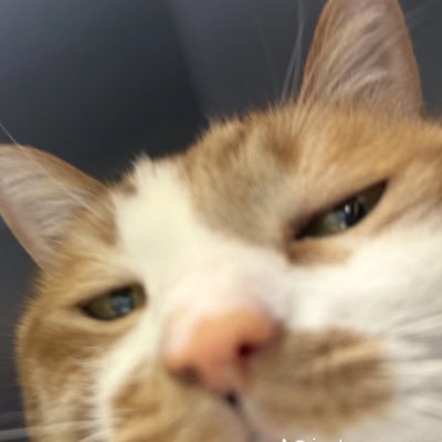 pijott_'s profile picture. 