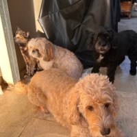 Pele Goldie Huggy Amber (@prattle20) 's Twitter Profile