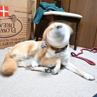 ニョロモファン (@poliwag_moon) Twitter profile photo