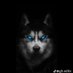 IgnisHell (@ignishellhound) Twitter profile photo IgnisHell (@ignishellhound) Twitter profile photo