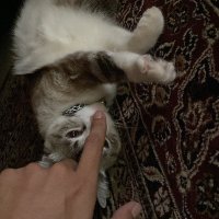 tuckyuhtahu (@_iirzahin) 's Twitter Profile
