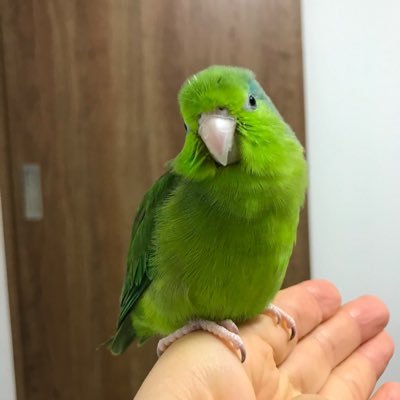 avosakumoti's profile picture. 不定期で「わらしベ交換会」を実施中❣️応募資格は【たぶ珈琲を飲みたい&発送先を教えてくれる人】😊交換対象は「たぶ」が『✨コレだ❗️✨』と感じたものと交換🎁たぶ珈琲のレシピはホットは珈琲量×水16g、水出し珈琲は1袋で水250gです💁🏻‍♀️⚠️好みに応じて調製してください☕️よろしくお願いいたします🙇‍♀️