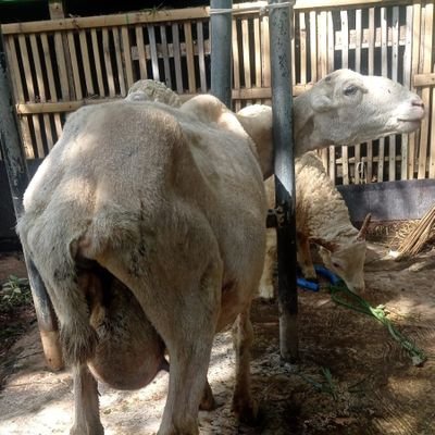 kuncenskw's profile picture. gapenting si