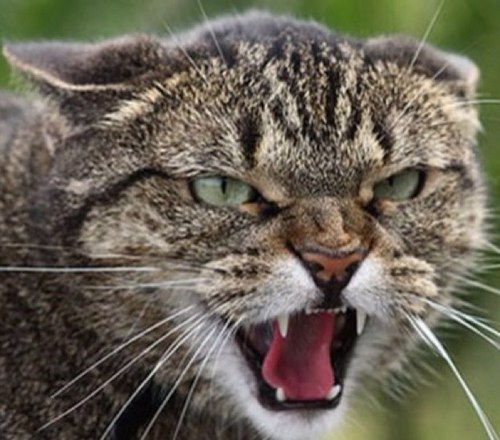 mosorinski's profile picture. 