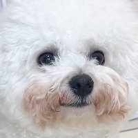 つくね (@29ne____) 's Twitter Profile