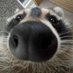 Kj_Evil Raccoon🪓🩸🦝 (@kj_doggo) Twitter profile photo Kj_Evil Raccoon🪓🩸🦝 (@kj_doggo) Twitter profile photo