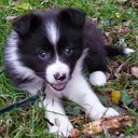 Lynne Roberts - @LynneRober20628 - Twitter