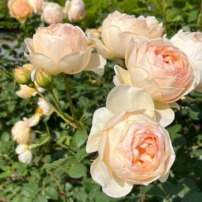 DHW5MptFNU7858's profile picture. アルドノア・ゼロ