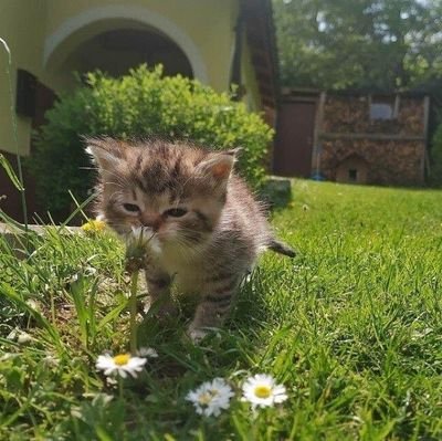 derivatifaffine's profile picture. 🌌