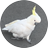 juke_australia's profile image