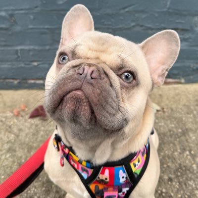 steelerssuck247's profile picture. Husband & Father. ILA Local 953. Live and die with Liverpool, Ravens, & Orioles.