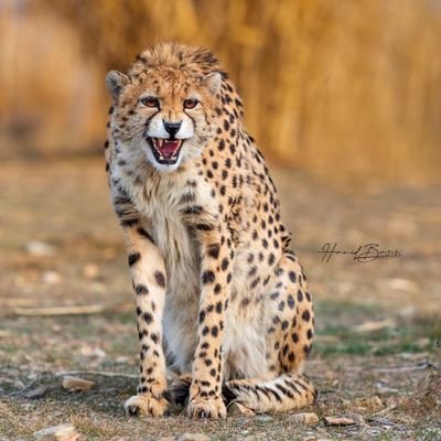 jackalxxz's profile picture. 