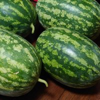 すいか　３週間 Small watermelon cultivation: How to determine harvest time