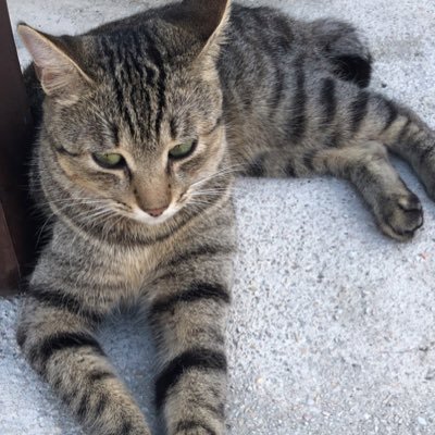 shimanekfarm's profile picture. 