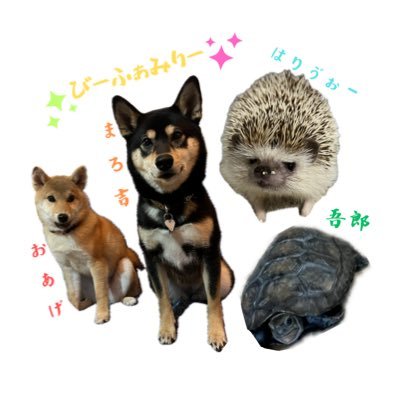 夫とはりねずみと柴犬とイシガメの暮らし·͜·実家愛犬ミックス犬しょこら🌈💖🏠4.10.10~🦔はりゔぉー♂ 🏠5.08.27~🐢吾郎♂ 🏠5.09.01~🐕まろ吉︎︎ ♀🏠7.1.25~🐕おあげ︎︎♀🦞ザリガニも吾郎と共存中.ノコギリクワガタ♂も🤍インスタ▶︎haribooo_o_