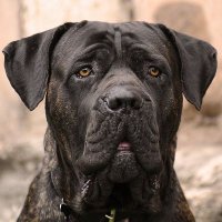 Corso Brasil (@hell_s_dog) 's Twitter Profile