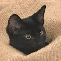 Bobby Sharps (@bobbysharps) 's Twitter Profile Photo Bobby Sharps (@bobbysharps) 's Twitter Profile Photo